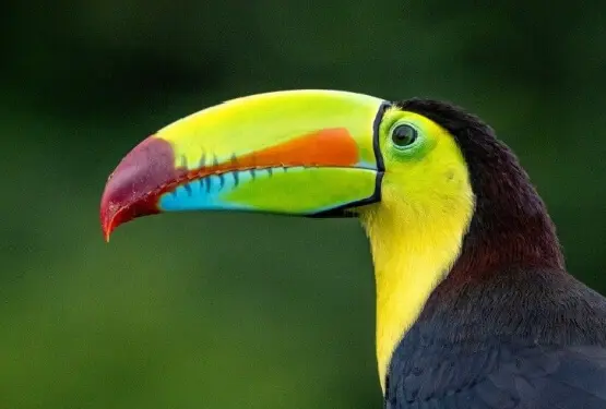 Découvrez l'amour sur fond de paysages idylliques : circuit romantique au Costa Rica - Agence matrimoniale Unicis